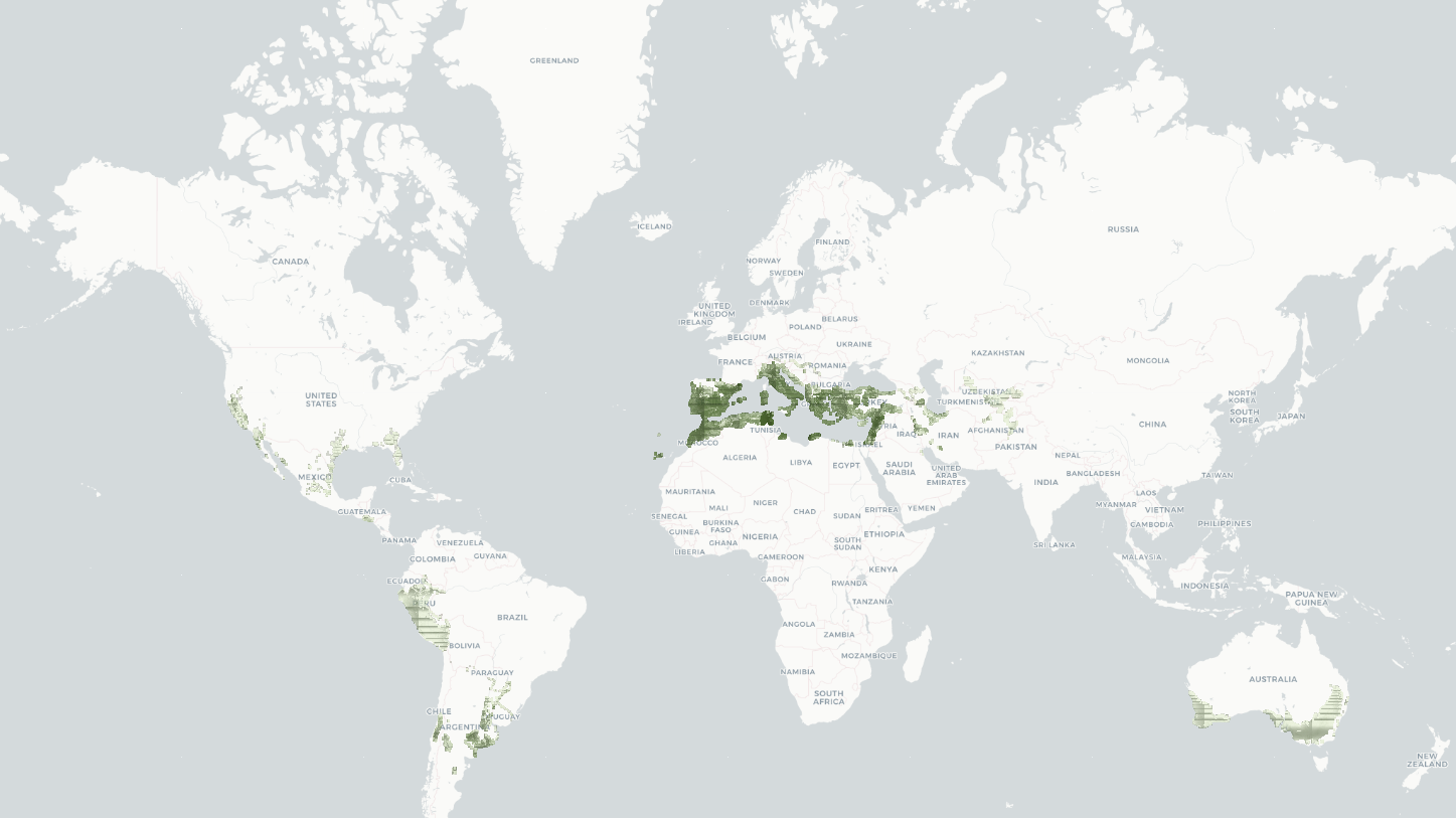 Global olive harvested-area grid
