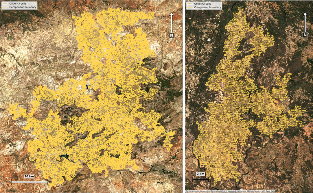 Mapping Olive-Grove Structure with EuroCrops V2 and CHMv2