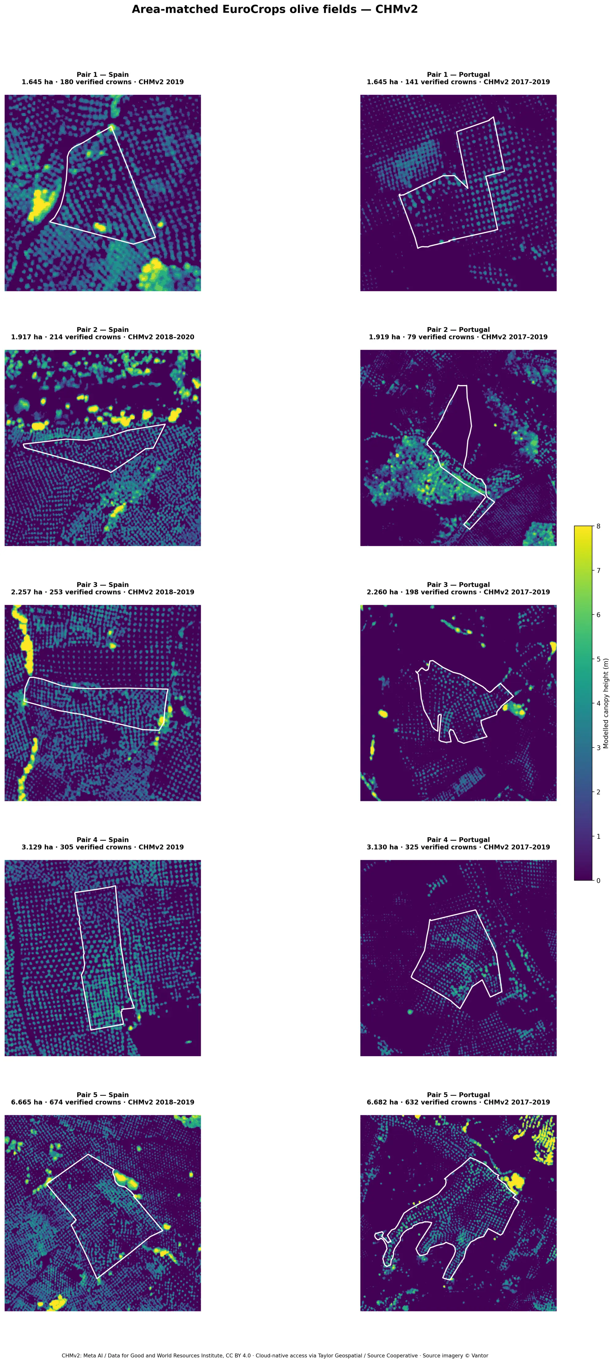 Five pairs of similarly sized Spanish and Portuguese EuroCrops olive fields over the CHMv2 canopy-height surface